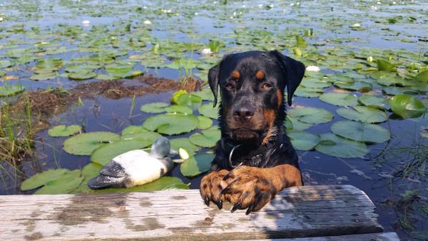 /Images/uploads/MidAmerica Rottweiler Rescue/adoptarottphotocontest/entries/10169thumb.jpg